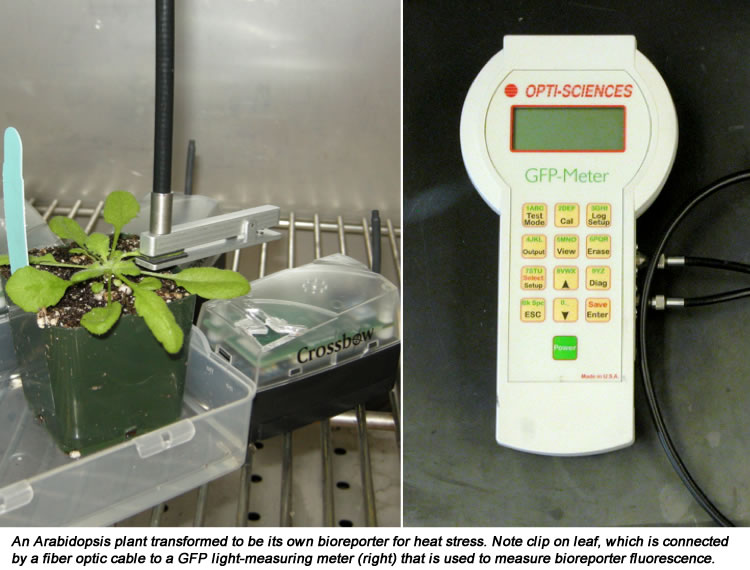 GFP Meter