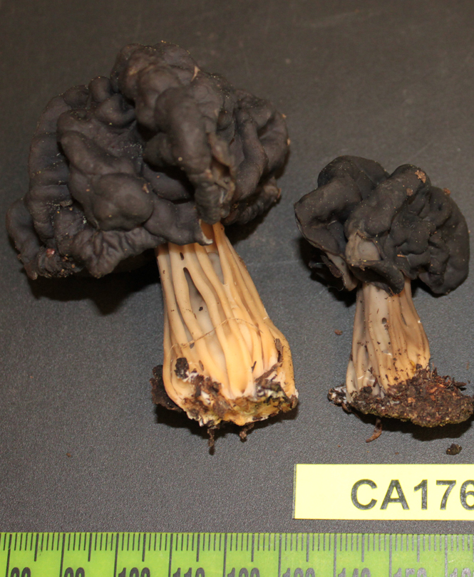 helvella dryophila