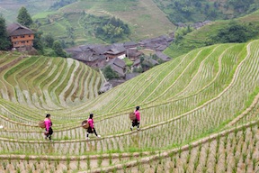Rice paddy