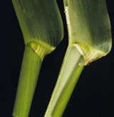 Maize Leaf