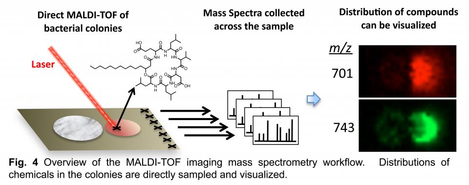 Fig. 4 Overview of the MALDI-TOF imaging mass spectrometry workflow. Distributions of chemicals int he colonies are directly sampled and visualized.