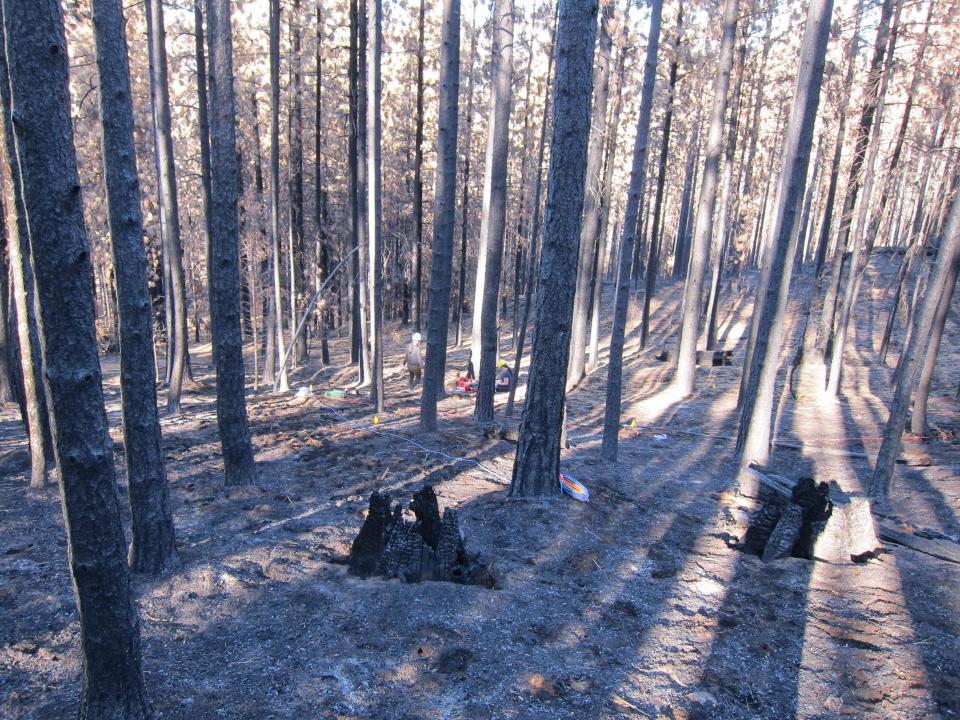 Devastation following Rim Fire (photo by Tom Bruns)