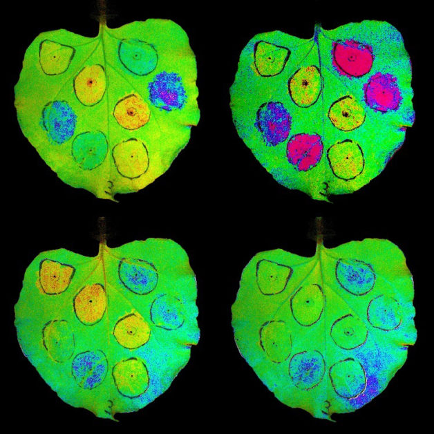 Tobacco leaves showing transient overexpression of genes involved in nonphotochemical quenching (NPQ), a system that protects plants from light damage. Red and yellow regions represent low NPQ activity, while blue and purple areas show high levels induced by exposure to light. (Credit: Lauriebeth Leonelli and Matthew Brooks/UC Berkeley)