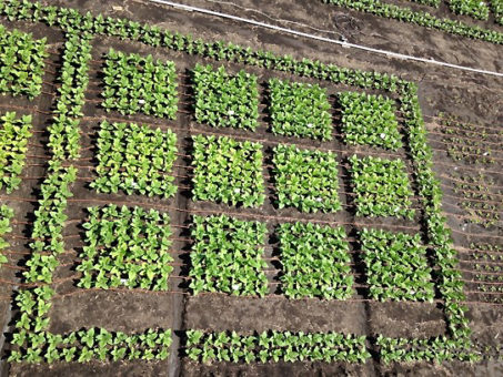 View of the field experiment in Urbana, Illinois. Tobacco plants modified to use light more efficiently had higher crop productivity than unmodified plants. (Credit: David Drag/University of Illinois)