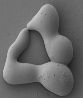 Fusion of two fungus germlings, which evidently were able to successfully communicate (Photo by N. Louise Glass)