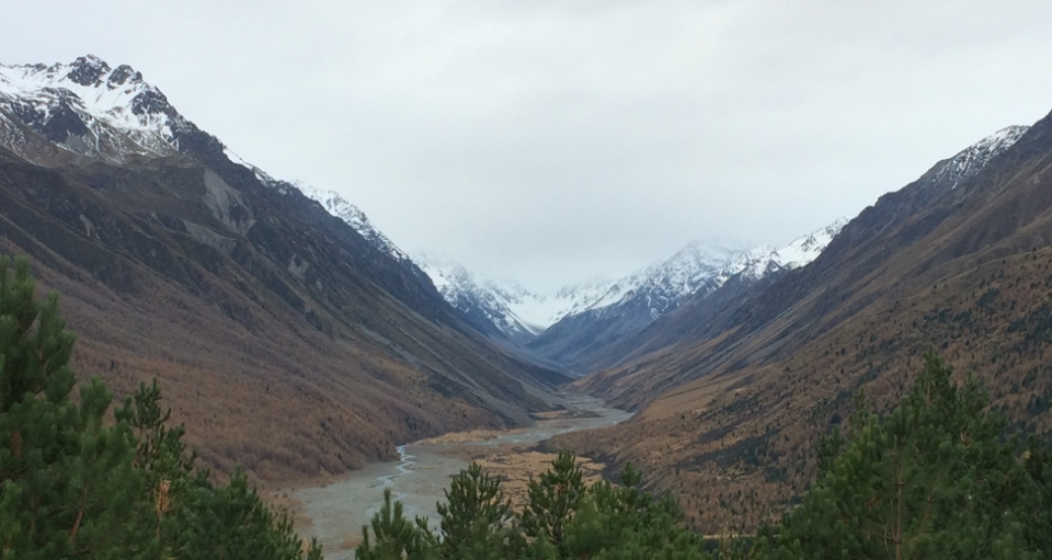 Invasive Pinus contorta in New Zealand (photo by Briana Boaz)