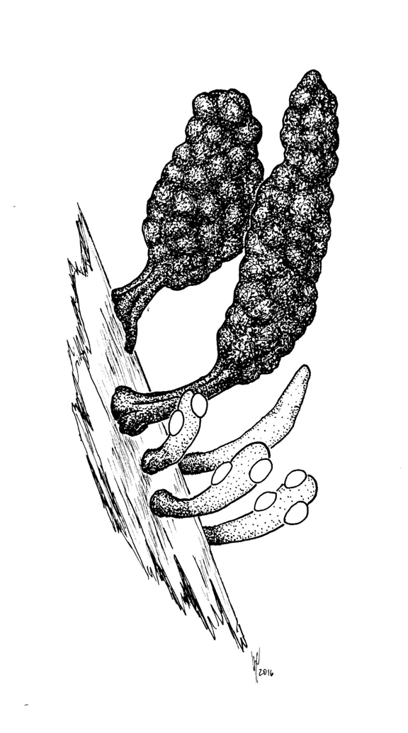 Xylaria globosa (Spreng. ex Fr.) Mont. Drawing by Roo Vandegrift