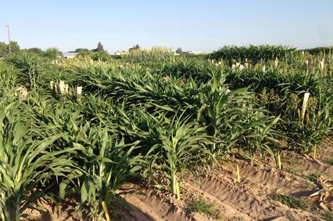 Sorghum at the UC Kearney Agricultural Research and Extension Center, where field testing will take place next year. (Photo by Peggy Lemaux) Sorghum at the UC Kearney Agricultural Research and Extension Center, where field testing will take place next year. (Photo by Peggy Lemaux)